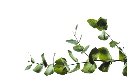 ветка эвкалипта